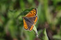 Lycaena phlaeas