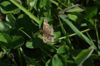 Carcharodus alceae