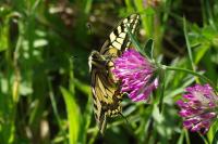 Papilio machaon