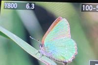 Callophrys rubi