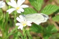 Leptidea sinapis