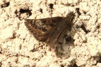 Erynnis tages