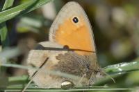 Coenonympha pamphilus