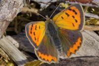Lycaena phlaeas