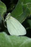 Pieris rapae