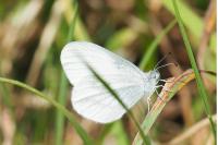 Leptidea sinapis
