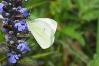 Pieris rapae