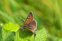 Lycaena tityrus