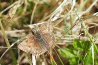 Erynnis tages