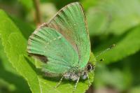 Callophrys rubi