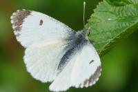 Anthocharis cardamines
