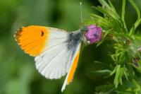 Anthocharis cardamines