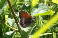 Coenonympha arcania