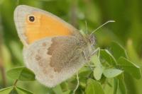Coenonympha pamphilus