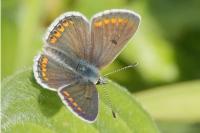 Aricia agestis