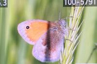 Coenonympha pamphilus