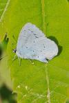Celastrina argiolus