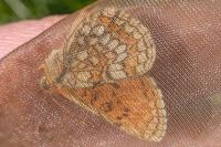 Melitaea parthenoides