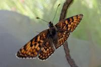 Melitaea phoebe