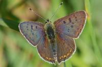 Lycaena tityrus