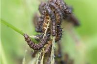 Aglais io