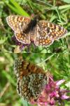 Melitaea phoebe