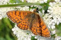 Melitaea parthenoides