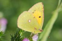 Colias crocea
