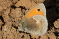 Coenonympha pamphilus