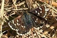 Spialia sertorius