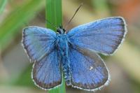 Plebejus argus