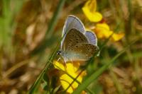 Polyommatus icarus
