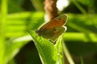 Coenonympha pamphilus