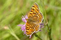 Melitaea phoebe