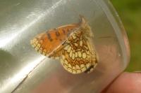 Melitaea parthenoides