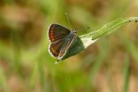 Aricia agestis