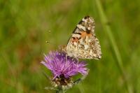 Vanessa cardui