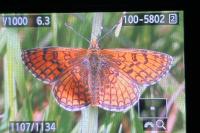 Melitaea parthenoides