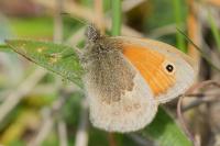 Coenonympha pamphilus