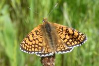 Melitaea cinxia