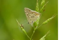 Lycaena tityrus