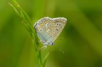 Polyommatus icarus