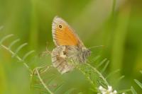 Coenonympha pamphilus