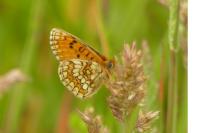 Melitaea parthenoides
