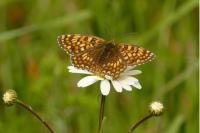Melitaea phoebe