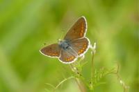 Aricia agestis