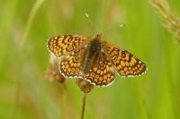 Melitaea cinxia