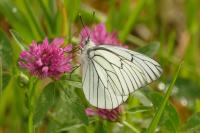 Aporia crataegi