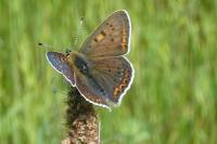 Lycaena tityrus