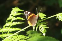 Vanessa atalanta